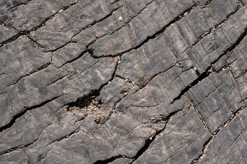 Textures with wood bark Macro