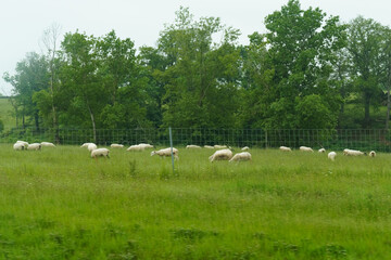 Fototapeta premium Herd of Sheep Grazing on Lush Green Field