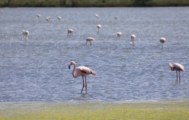 pink flamingos with big beaks and long legs wading in the lagoon water in search of food