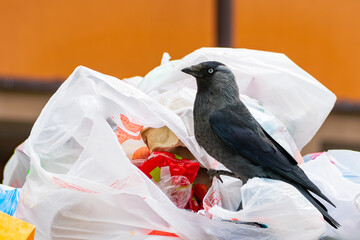 A crow digs through unsorted discarded garbage in search of food. bird as a source of diseases and...