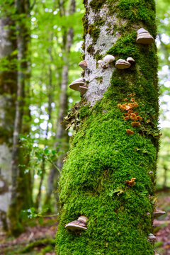 moss on tree