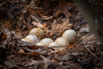 Wild Turkey Nest