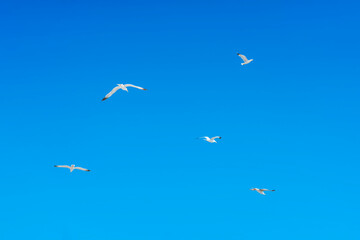Seagulls flying freely in blue sky