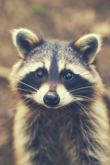 Fototapeta premium Vintage photo of a Baby Raccoon