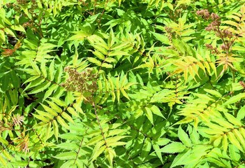Bush Which blooms with white tiny flowers - Sorbaria sorbifolia ( false spiraea )