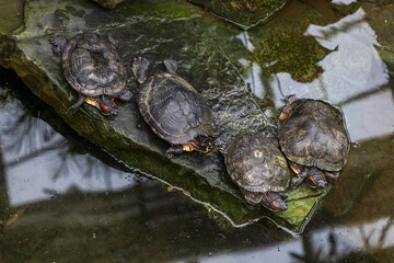 A large turtle with a shell. The turtle has a body outside the shell. Magnificent tortoise (Trachemys scripta)