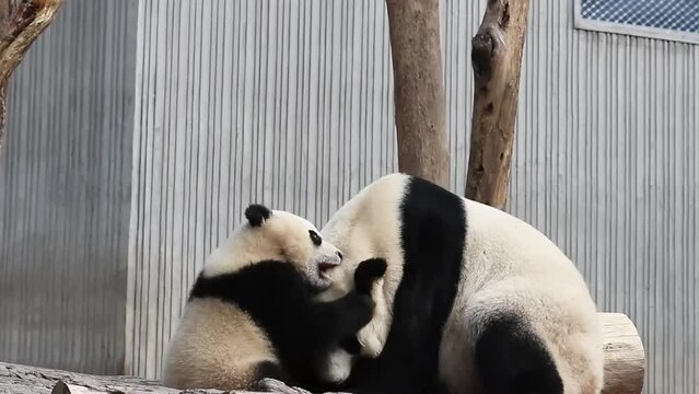 Precious Moment of Mother Panda and her Cubbies, Wolong Panda Base, China