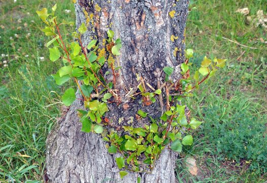 Branch basal shoots - the twigs grow out of the tree trunk
