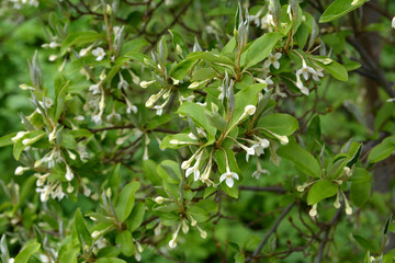 Flowering cherry elaeagnus shrub (Elaeagnus multiflora)