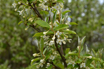 Flowering cherry elaeagnus shrub (Elaeagnus multiflora)