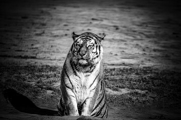 photographs of a tiger in freedom,
