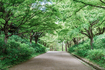 木に囲まれた歩道