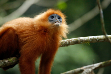 Maroon Leaf Monkey (Presbytis rubicunda, aka Maroon Langur, Red Leaf Monkey, Red Langur). Danum...