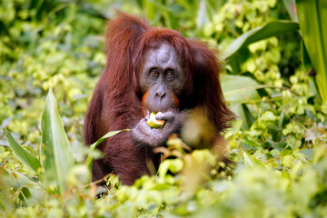 Bornean Orangutan (Pongo pygmaeus) Feeding. Kinabatangan River, Abai, Sabah Borneo, Malaysia