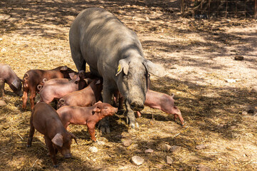 Maternal care: Iberian sow in the foreground, with her piglets around.