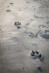 Dog pawprints in the sand on the beach