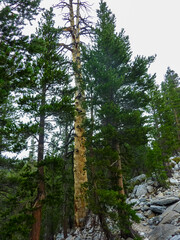 Fototapeta premium Colorful dead tree trunk in dried up meadow in Yosemite National Park, California, USA. Most of California is in exceptional drought, highest classification of drought. Wild fires and climate change