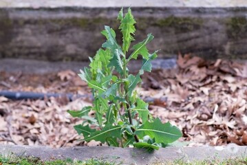 a portrait of a  green  plant called prickly lettuce on a park  