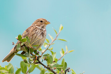 A corn bunting resting om a tree. Spring time in Greece. Emberiza calandra.