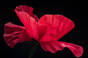 red amaryllis on black, Honor the solemnity of Remembrance Day, Armistice Day, and Anzac Day with this striking image of a vibrant red poppy flower set against a somber black background - obrazy, fototapety, plakaty