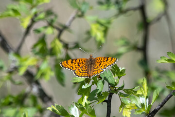 Nymphalidae / Cezayirli İparhan / Jerusalem fritillary / Melitaea ornata