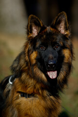 Dog German Shepherd 