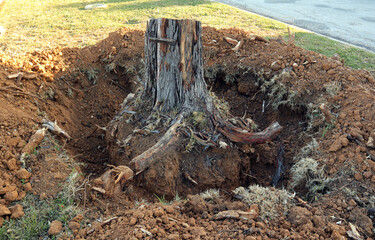 Excavated stump of an old dead tree with roots, close-up, change of city landscaping
