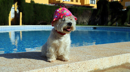Small white dog, West Highland White Terrier, Westie resting near a pool with clear blue water, she...