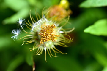 Samen an einer welkenden Gemswurz-Blüte