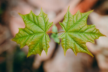 Closeup of green maple leaves in the forest. Shallow depth of field.