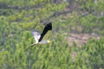 Küçük akbaba » Egyptian Vulture » Neophron percnopterus
