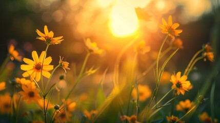 Close up view of yellow flowers and warm meadow with sunset background