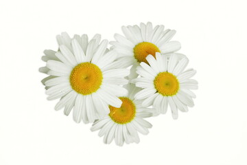 beautiful daisy white flower blooming in spring,white background,top view
