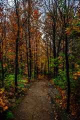 Obraz premium Walking path in autumn forest with colourful leaves