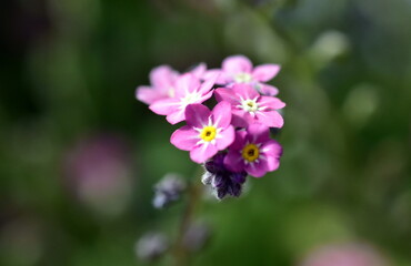 Nahaufnahme von rosa Vergissmeinnichtblüten