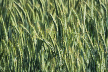 Many ears of grain in the green wheat field