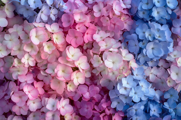 lilac background, Immerse yourself in a sea of vibrant hues as beautiful colorful hydrangea flowers create a stunning background