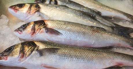 Close up of fresh sea bass fish on the market.
