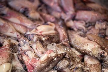 Close up of fresh calamari. 