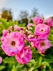 pink and white flowers