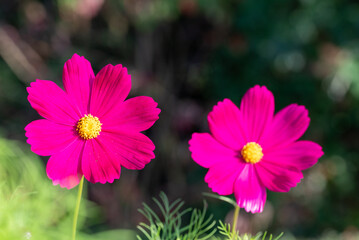 Pink cosmos flower in garden.