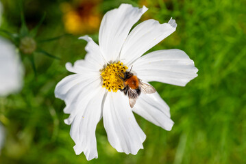 Obraz premium Close-up photographed bee on daisy.