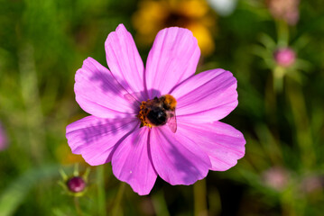 Fototapeta na wymiar Bee on a flower.