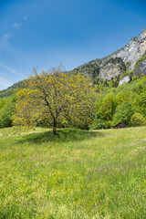 Beautiful tree in spring on a green flower meadow with a blue sky