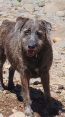 Portrait d'un petit chien brun sur une plage