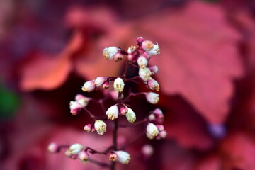 Fototapeta na wymiar Knospen und rote Blätter eines Purpurglöckchens
