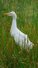Une grande aigrette blanche dans un champ