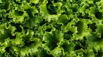 A full background of fresh green lettuce, displaying its vibrant leaves and crisp texture