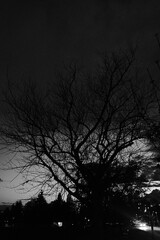 Fototapeta premium Dark Trees 