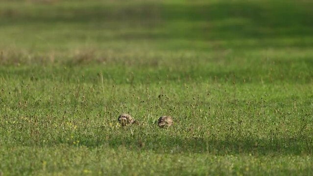 Partridge. Warm colors nature background. Two Grey Partridge. Perdix perdix. Birds are feeding in the meadow.